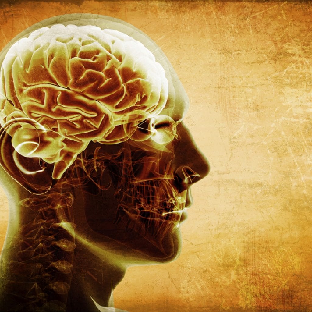 head with brain shown