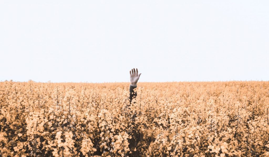person sticking their hand up through field of flowers