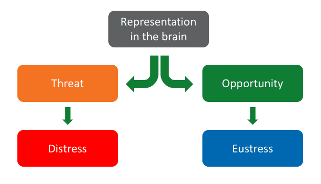 representation in the brain flow chart 